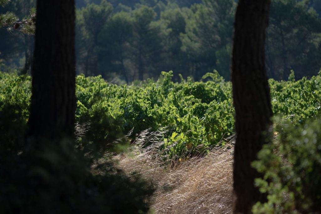 le domaine et la foret